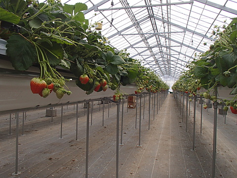 苺ルートリッチ栽培システム